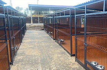 Nowy dom dla psów. Zwierząta powrócą  z Wojtyszek do Mogilna-65