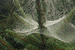 Kupujesz żywą choinkę na święta? Ten szczegół łatwo przeoczyć-10526